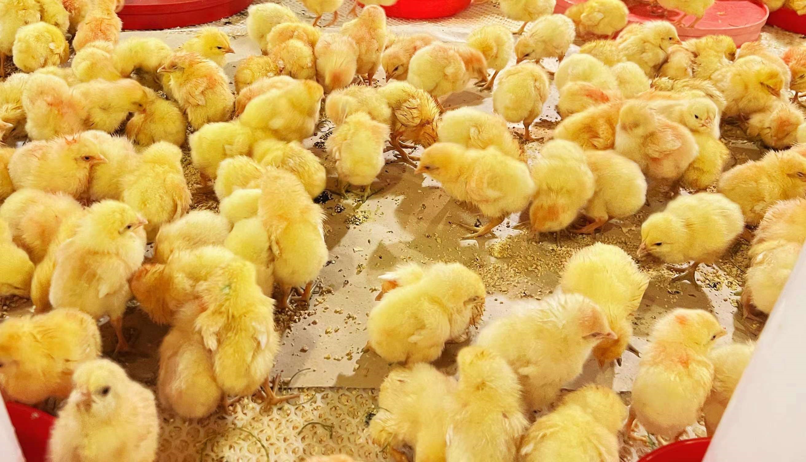 �������������չ������������ٽ�����