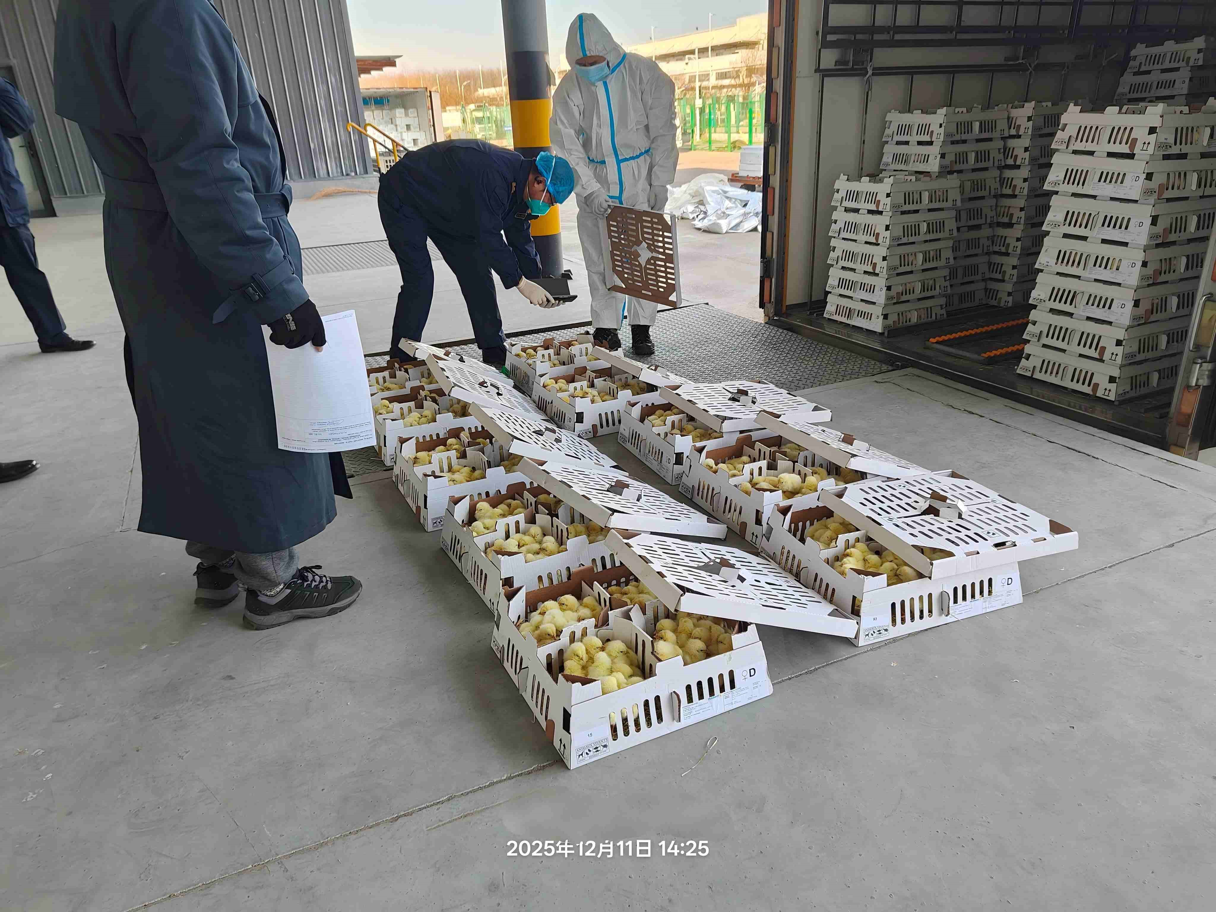 ��ϲѶ��1277�Ǽʵ�����Ϸ�ɷ��������Բ���չ����ۼ��������ߴ�26.6����